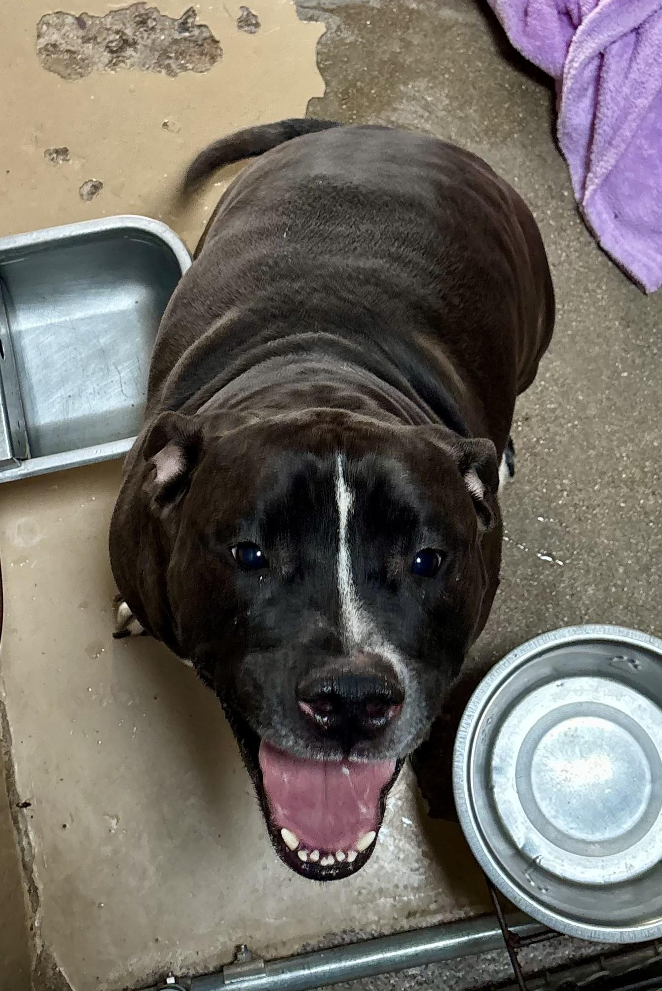 Enlarge Midnight, a Adoptable Mixed Breed in Sierra Vista, AZ image 2/2