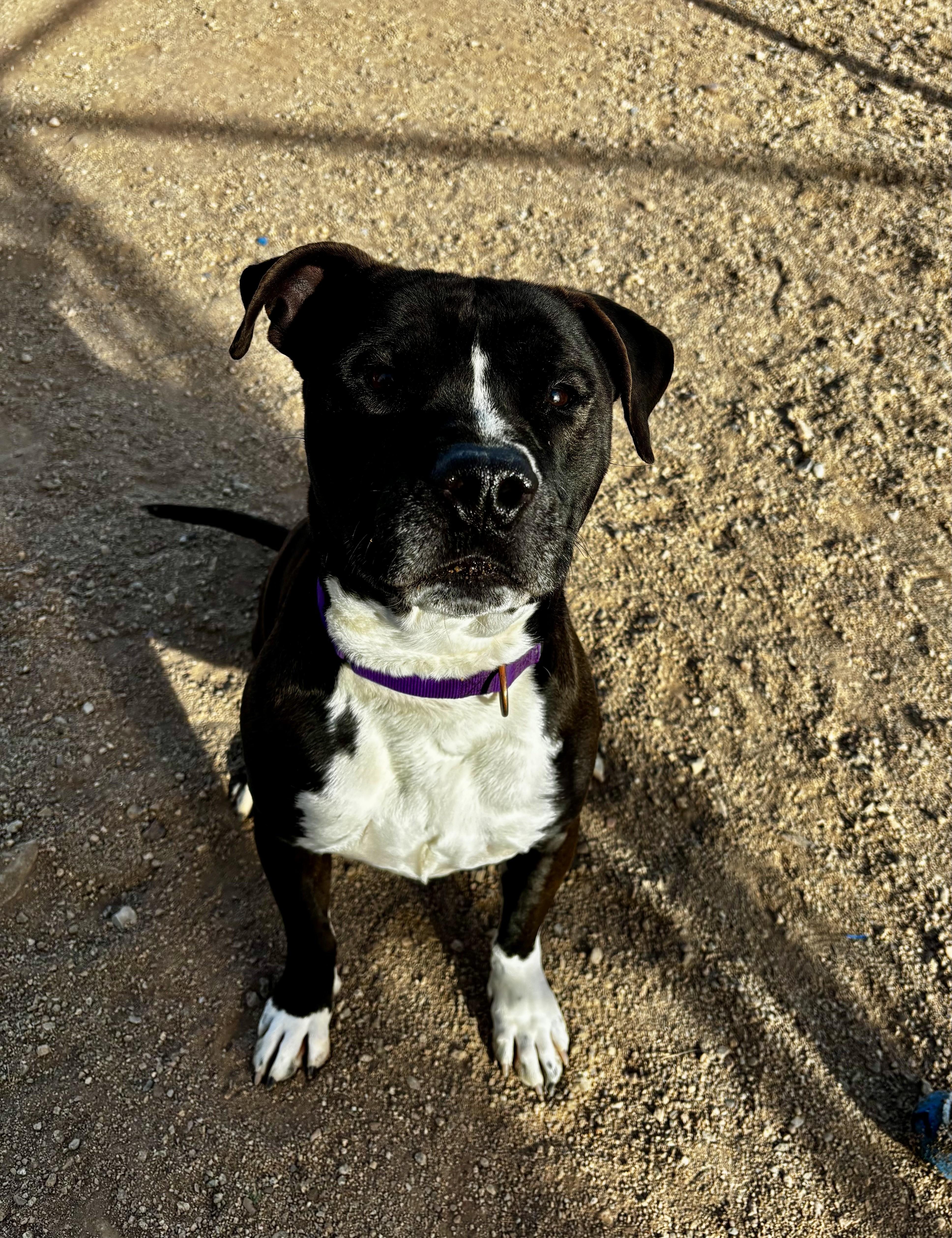 Midnight, Adoptable, Adult Male Mixed Breed.