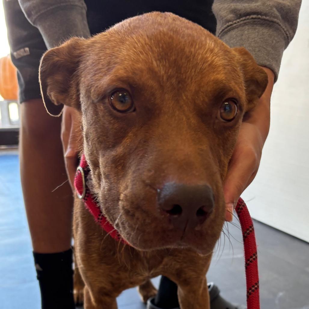 Enlarge Austin, a Adoptable Pit Bull Terrier in Webster, TX image 4/5