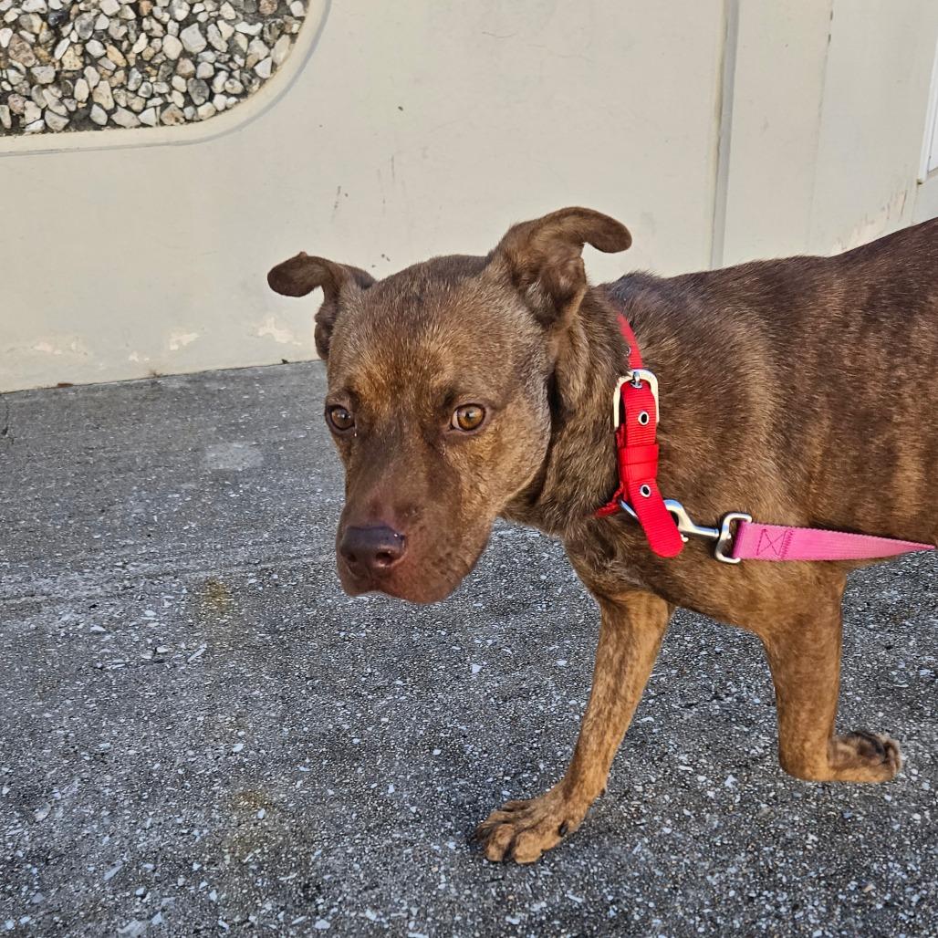 Enlarge Austin, a Adoptable Pit Bull Terrier in Webster, TX image 2/5