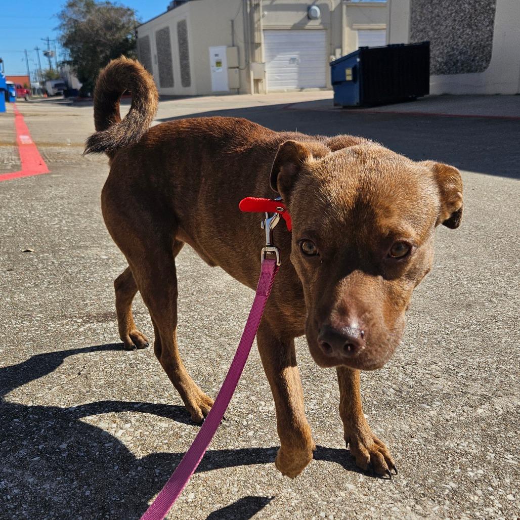 Enlarge Austin, a Adoptable Pit Bull Terrier in Webster, TX image 5/5