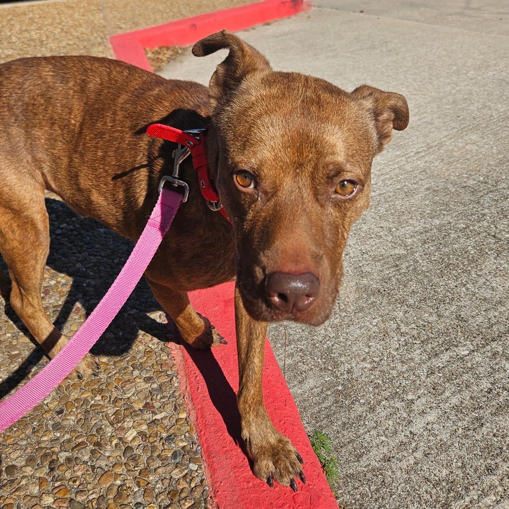 Enlarge Austin, a Adoptable Pit Bull Terrier in Webster, TX image 3/5