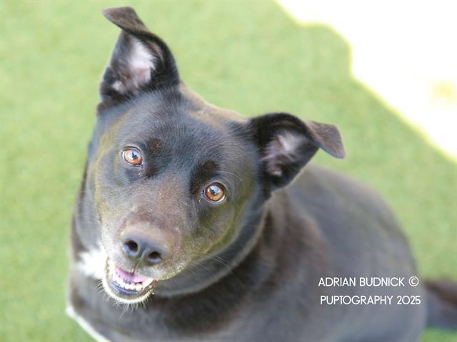 HAMSTER, Adoptable, Senior Female Mixed Breed.