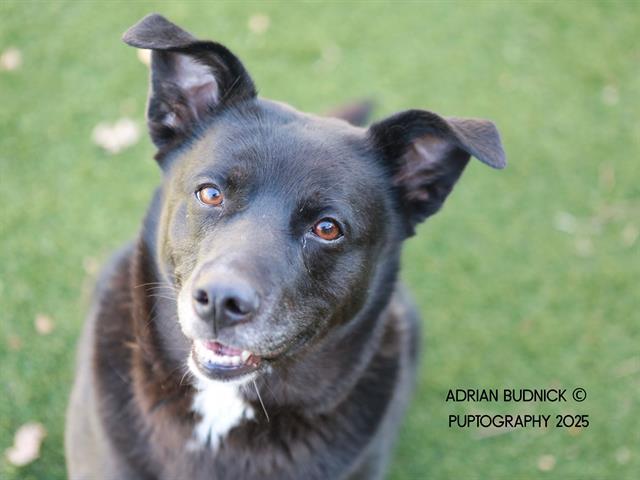 Enlarge HAMSTER, a Adoptable Mixed Breed in Nashville, TN image 1/1