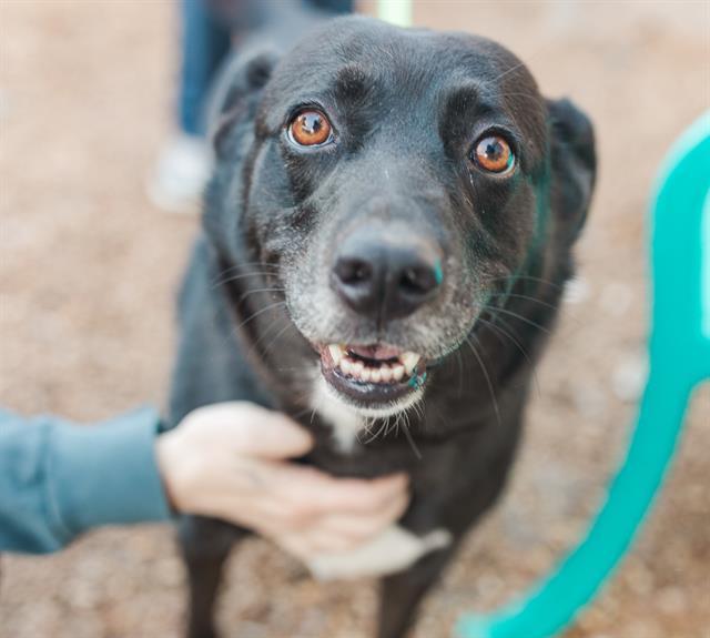 HAMSTER, Adoptable, Adult Female Mixed Breed.