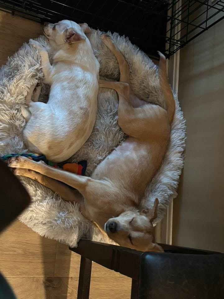 Enlarge Gloria, an adopted mixed breed in Jeffersonville, IN image 1/6