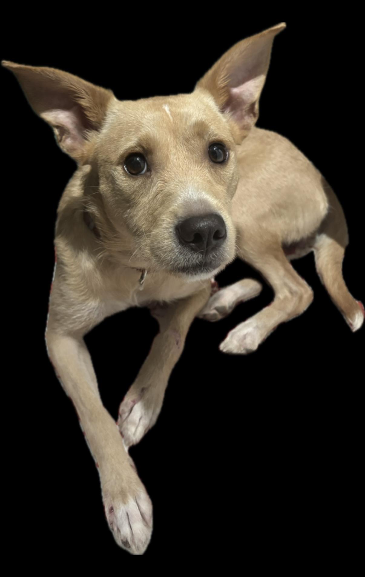 Enlarge Gloria, an adopted mixed breed in Jeffersonville, IN image 4/6