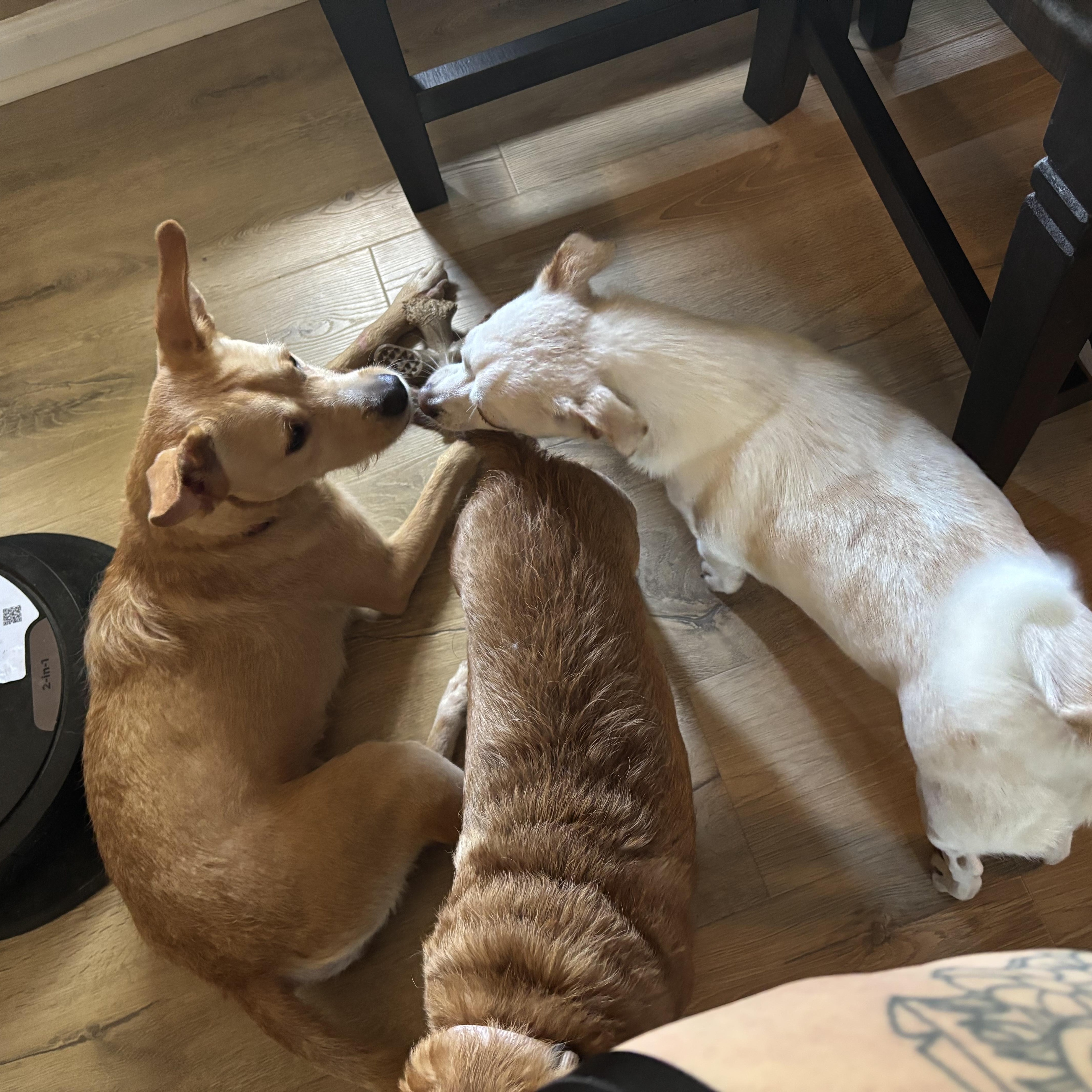 Enlarge Gloria, an adopted mixed breed in Jeffersonville, IN image 5/6