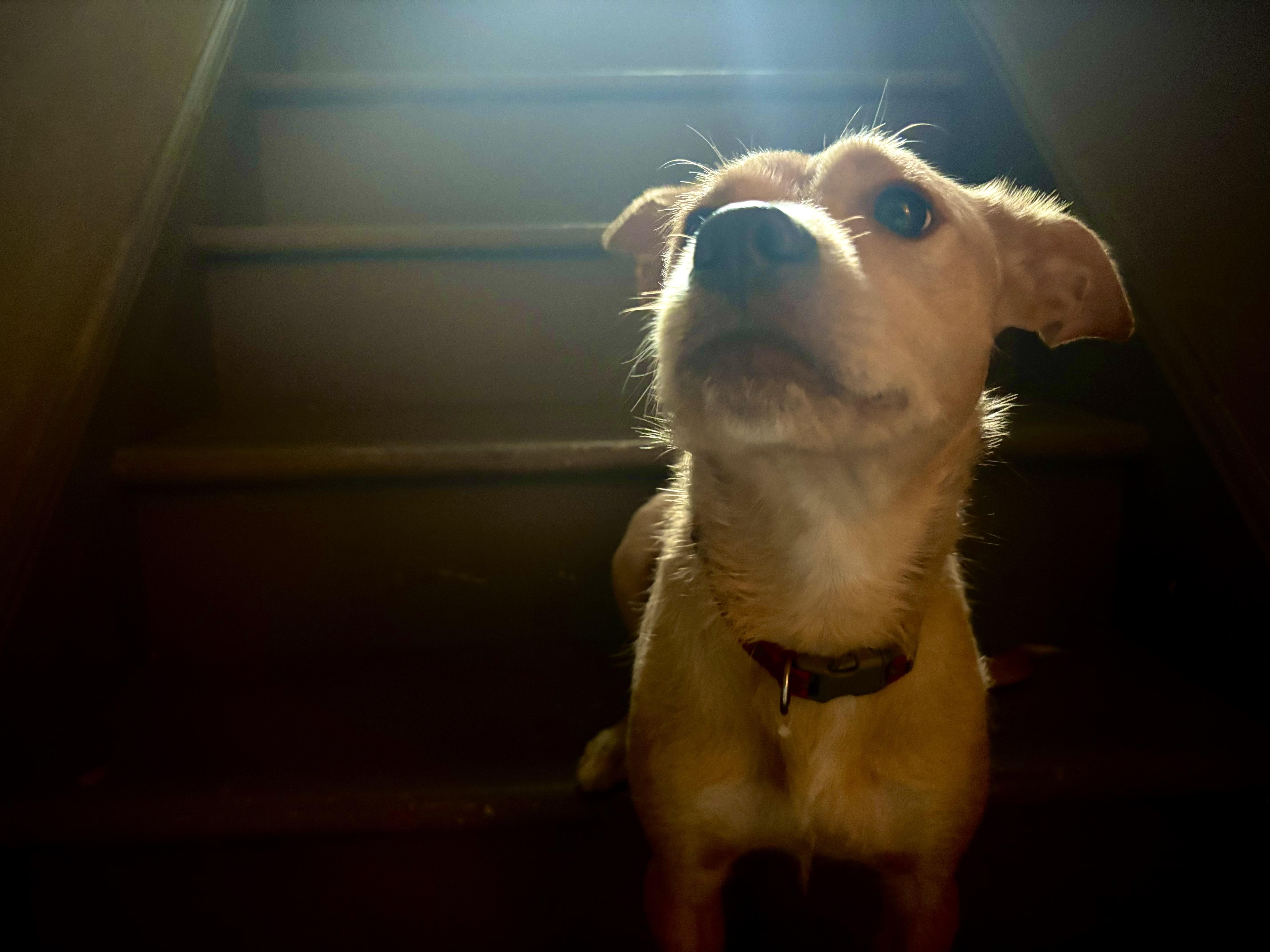 Gloria, Adoptable, Adult Female Jack Russell Terrier & Beagle.