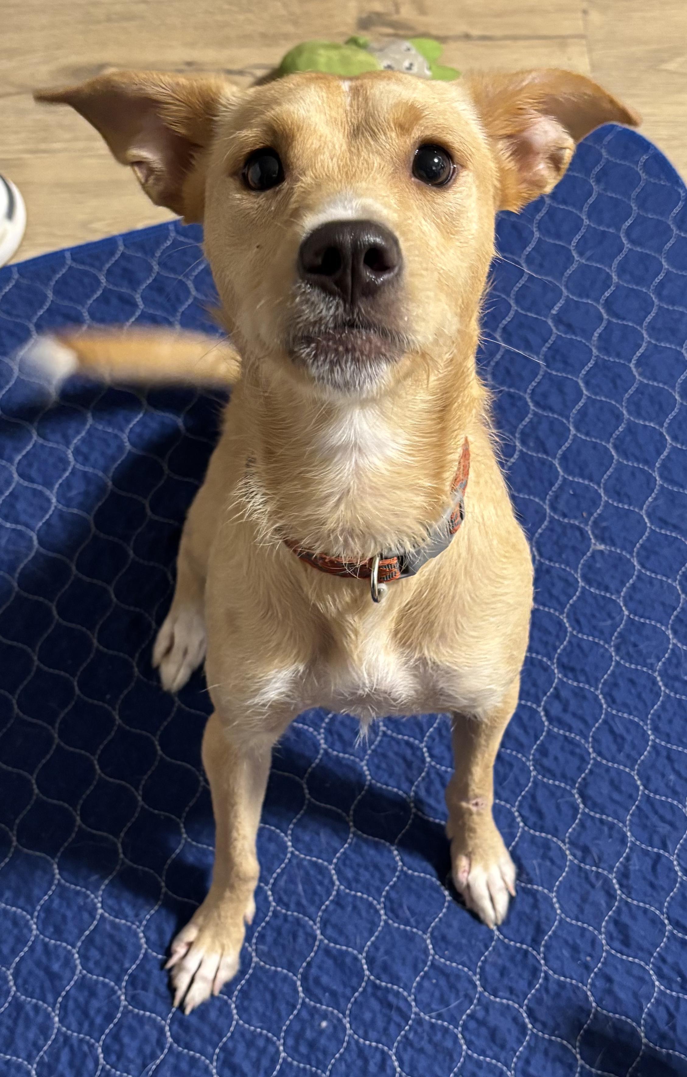 Enlarge Gloria, an adopted mixed breed in Jeffersonville, IN image 3/6