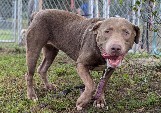 Enlarge OCEAN, a Adoptable mixed breed in Ocala, FL image 1/1