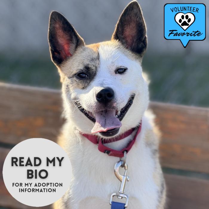 Tygren, Adoptable, Adult Male Terrier & Pomeranian.