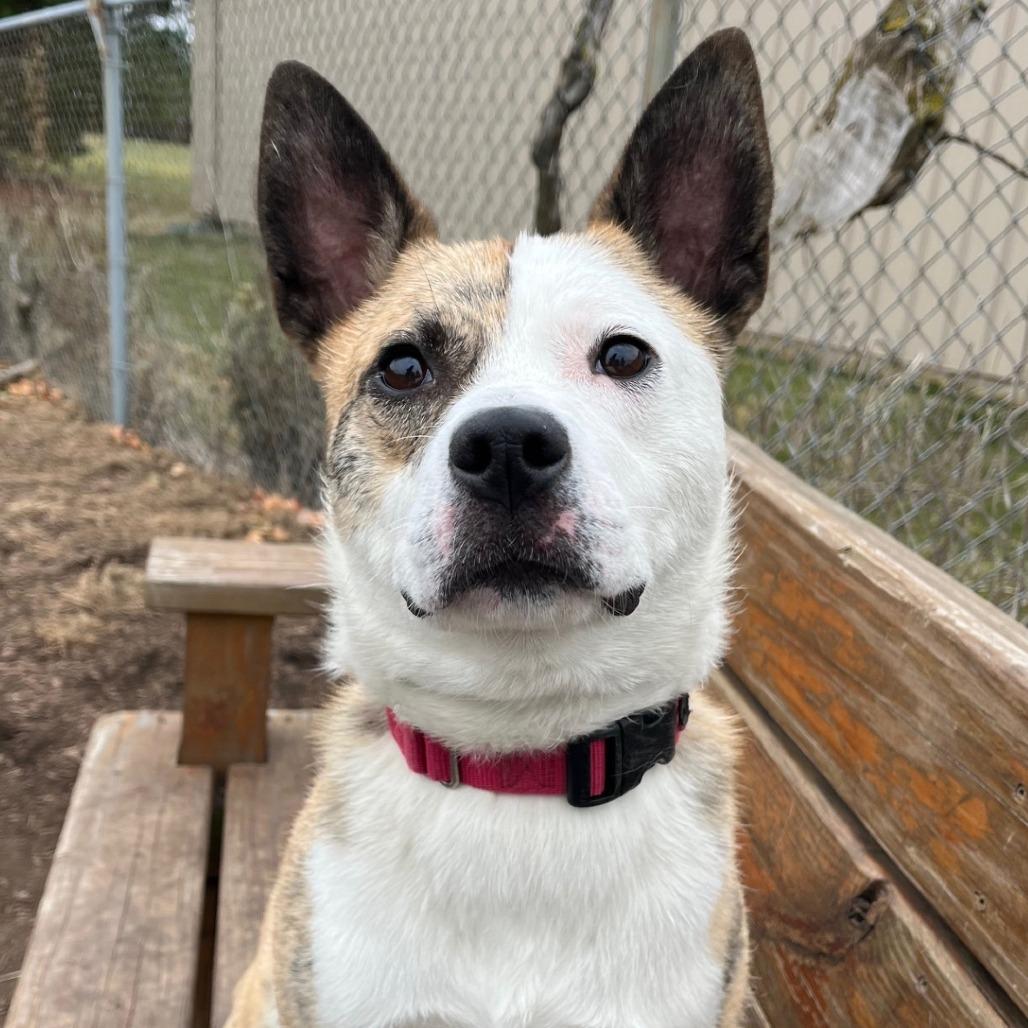 Enlarge Tygren, a Adoptable mixed breed in Champaign, IL image 2/6