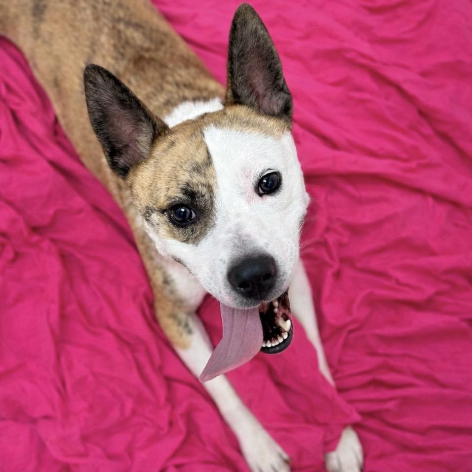 Enlarge Tygren, a Adoptable mixed breed in Champaign, IL image 1/6