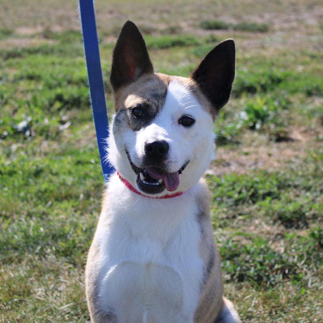 Enlarge Tygren, a Adoptable mixed breed in Champaign, IL image 4/6