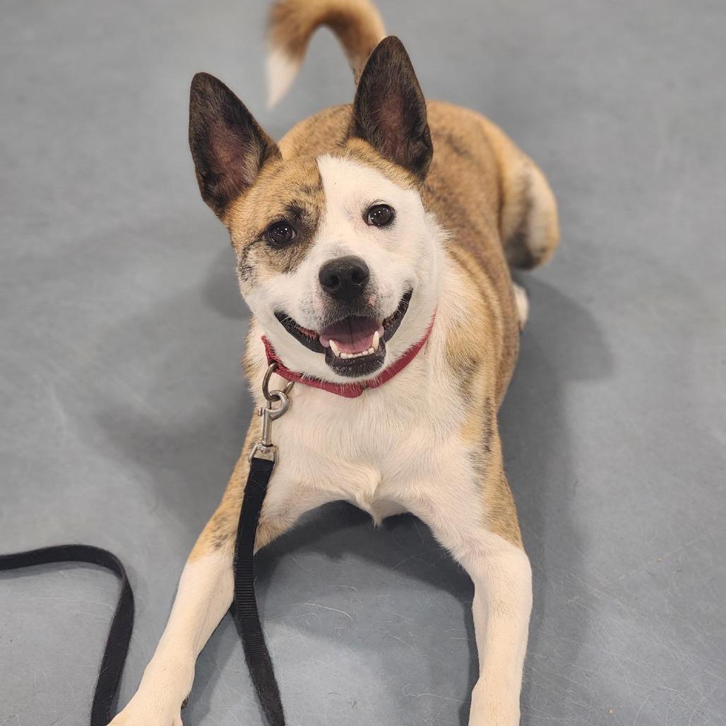 Enlarge Tygren, a Adoptable mixed breed in Champaign, IL image 3/6