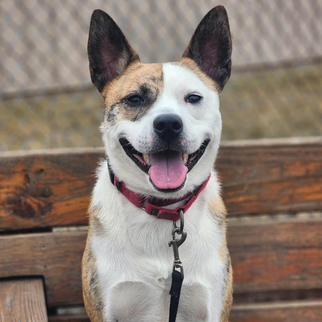Enlarge Tygren, a Adoptable mixed breed in Champaign, IL image 4/6