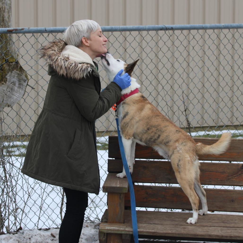 Enlarge Tygren, a Adoptable mixed breed in Champaign, IL image 5/6