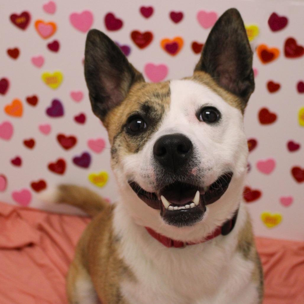 Enlarge Tygren, a Adoptable mixed breed in Champaign, IL image 5/6