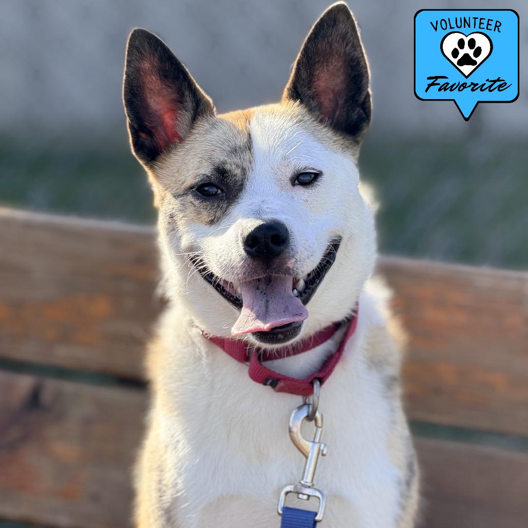 Enlarge Tygren, a Adoptable mixed breed in Champaign, IL image 5/6