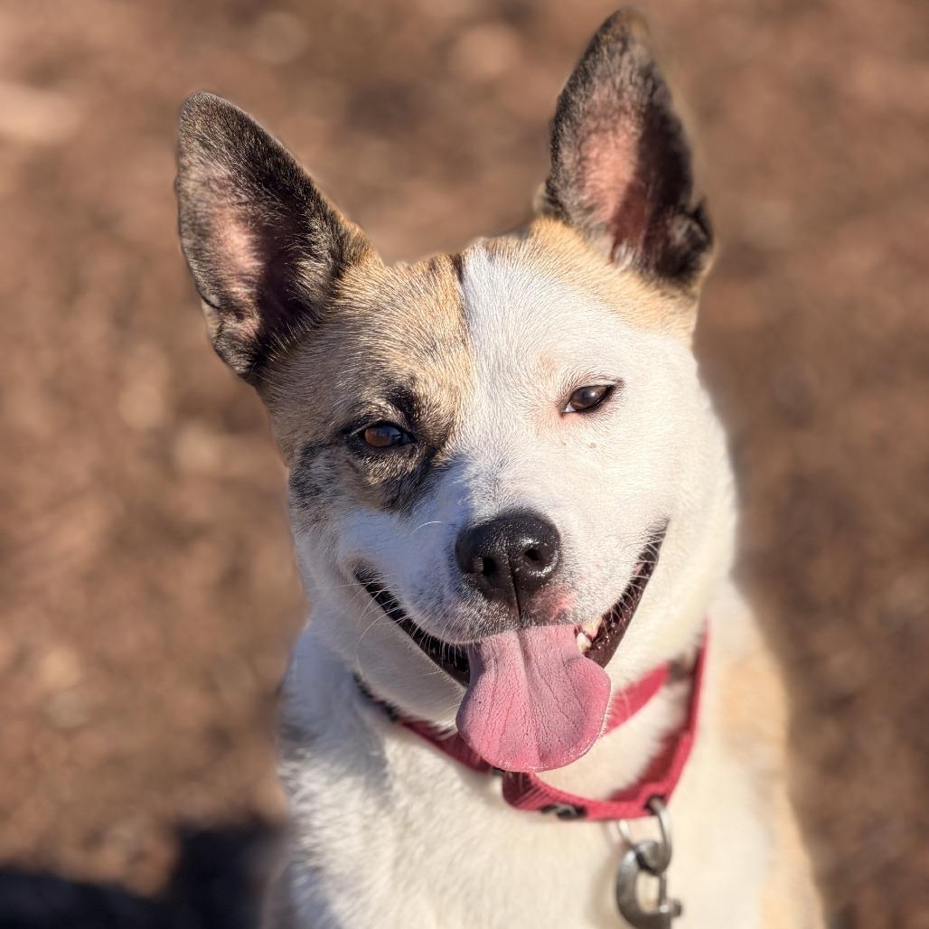 Enlarge Tygren, a Adoptable mixed breed in Champaign, IL image 6/6
