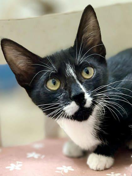 Ruby — thumbnail 2