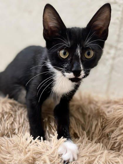 Ruby — thumbnail 3