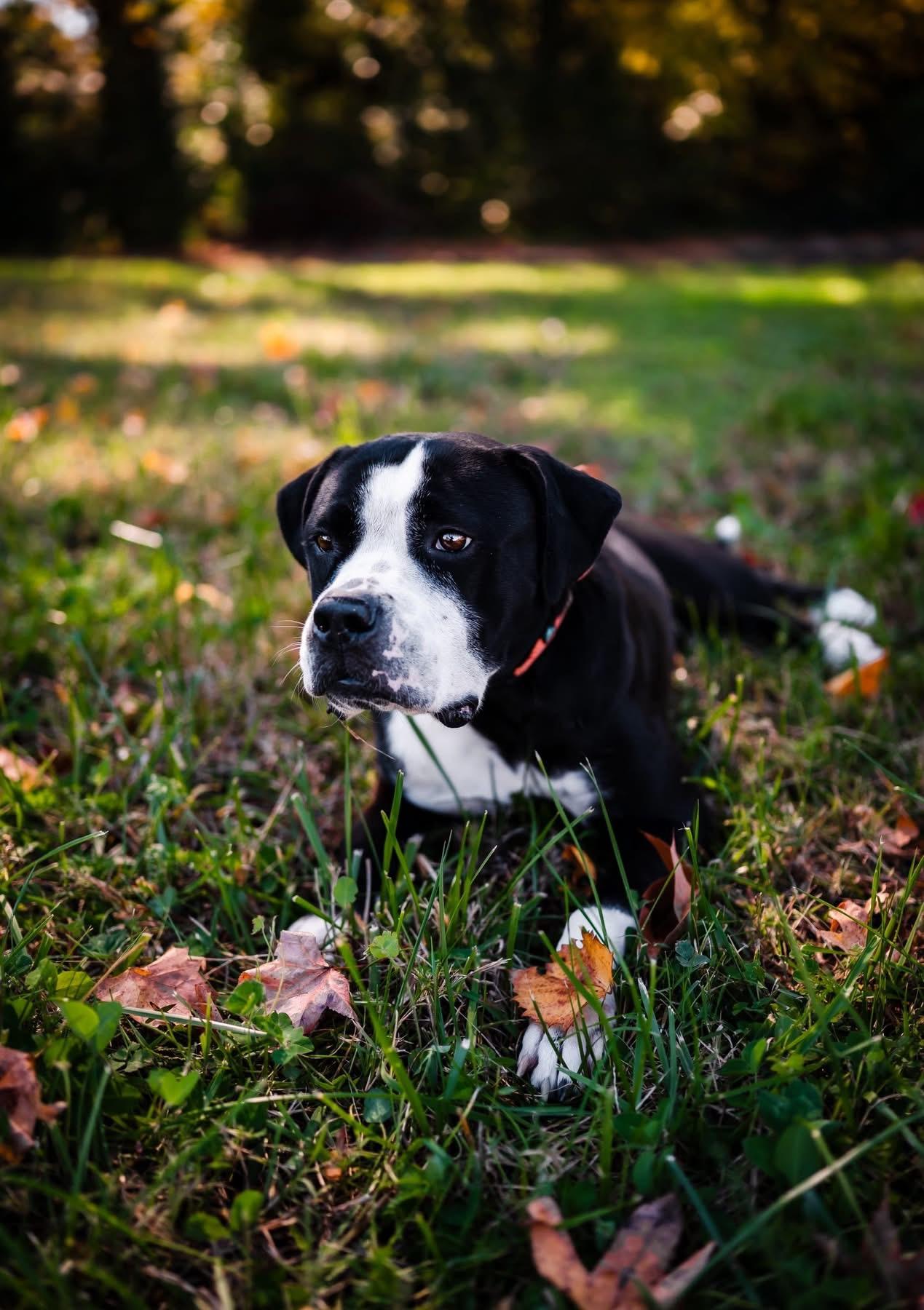 Kiki, Adopted, Adult Female American Bulldog.