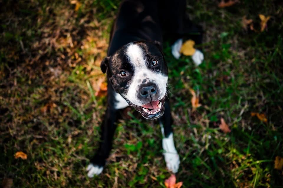 Kiki, a Adopted American Bulldog in Suffolk, VA image 2/3