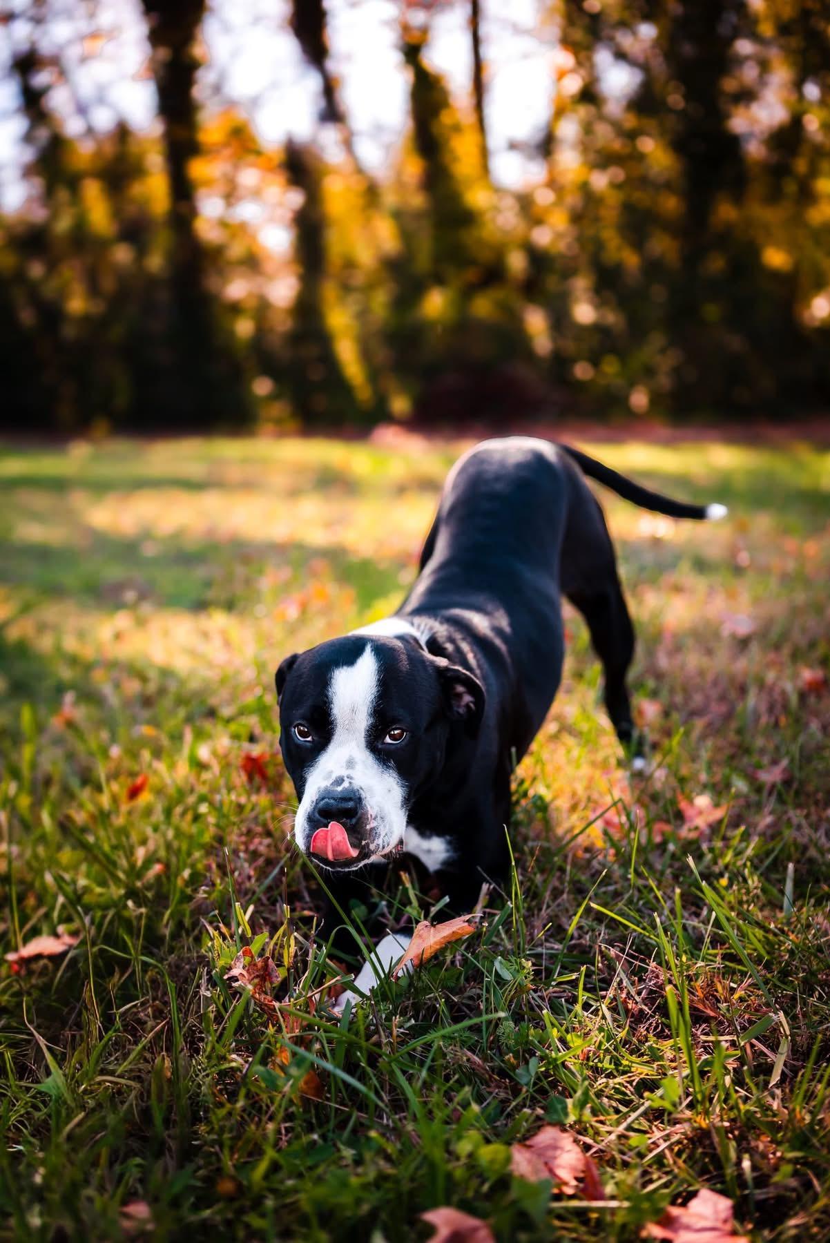 Kiki, a Adopted American Bulldog in Suffolk, VA image 3/3