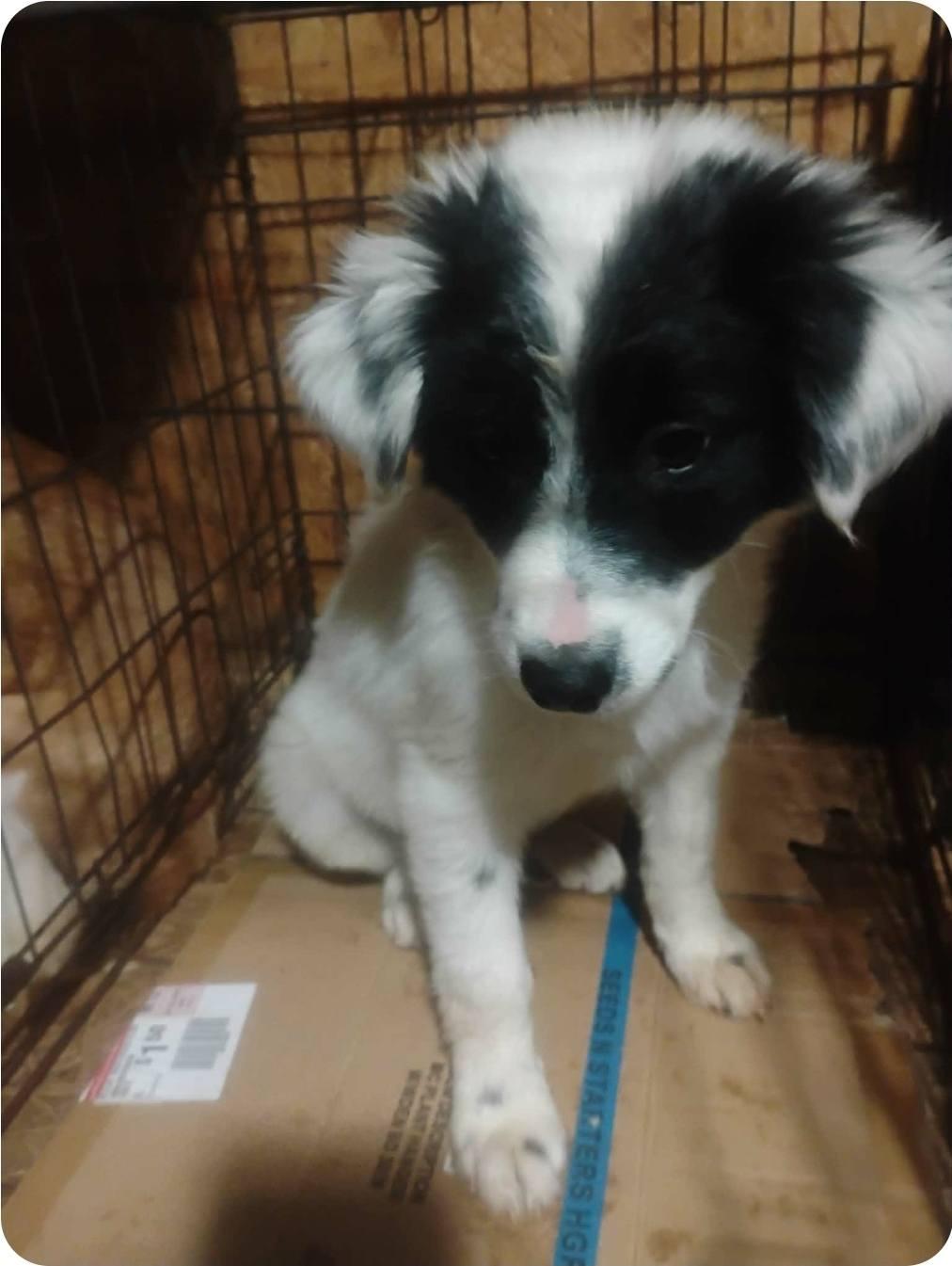 Enlarge Blitz, an adopted mixed breed in Paramus, NJ image 2/4
