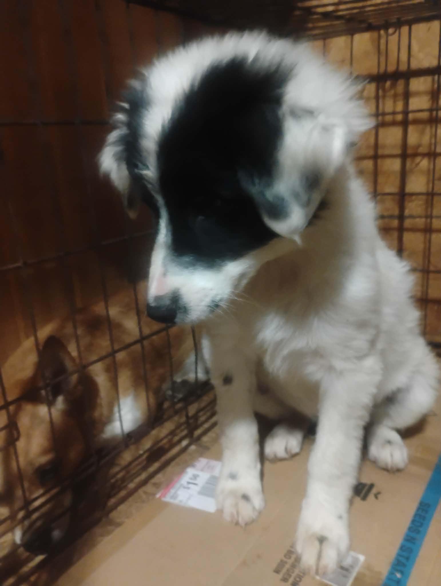 Enlarge Blitz, an adopted mixed breed in Paramus, NJ image 3/4