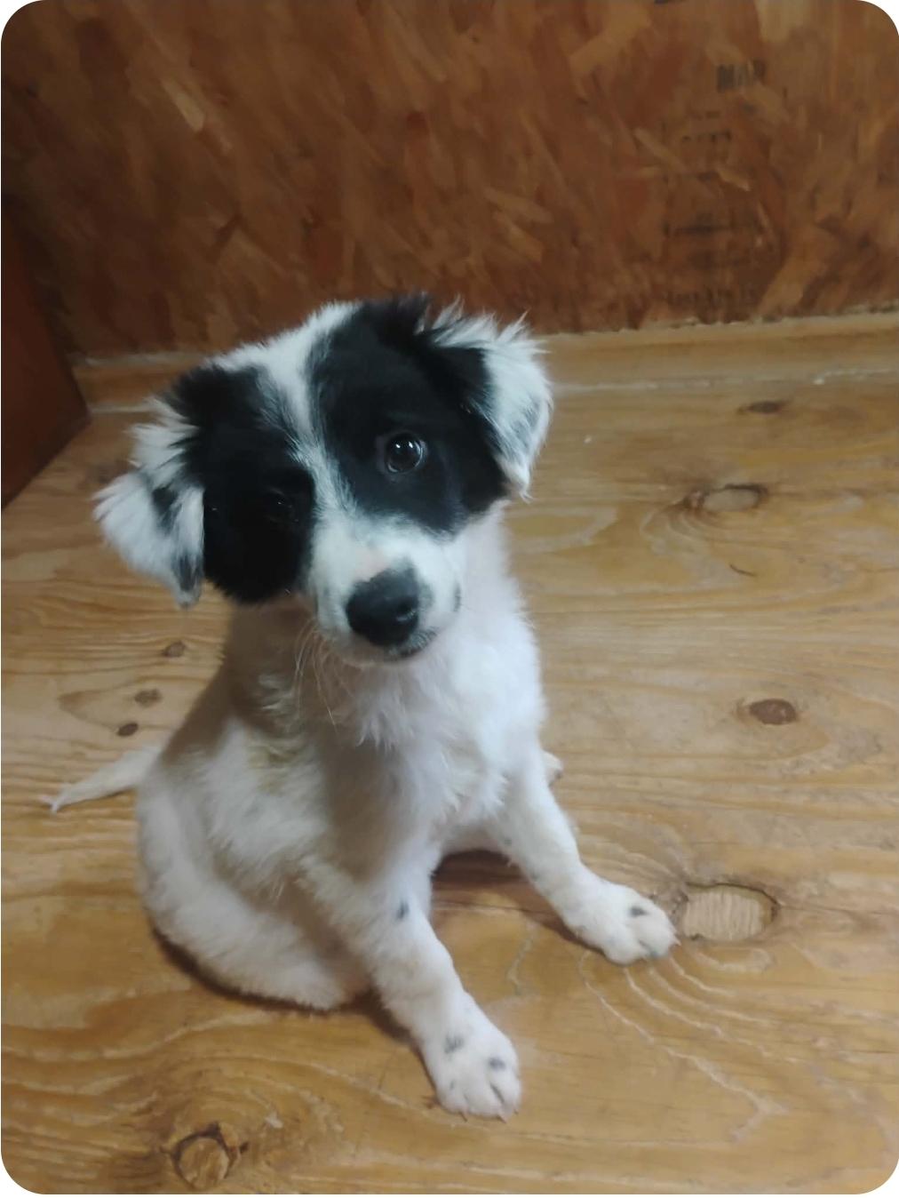 Enlarge Blitz, an adopted mixed breed in Paramus, NJ image 1/4