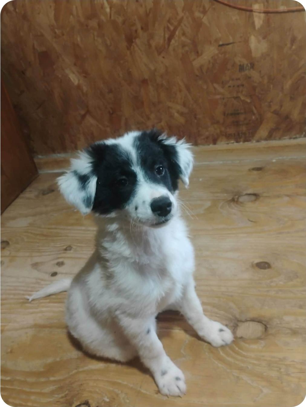 Enlarge Blitz, an adopted mixed breed in Paramus, NJ image 4/4