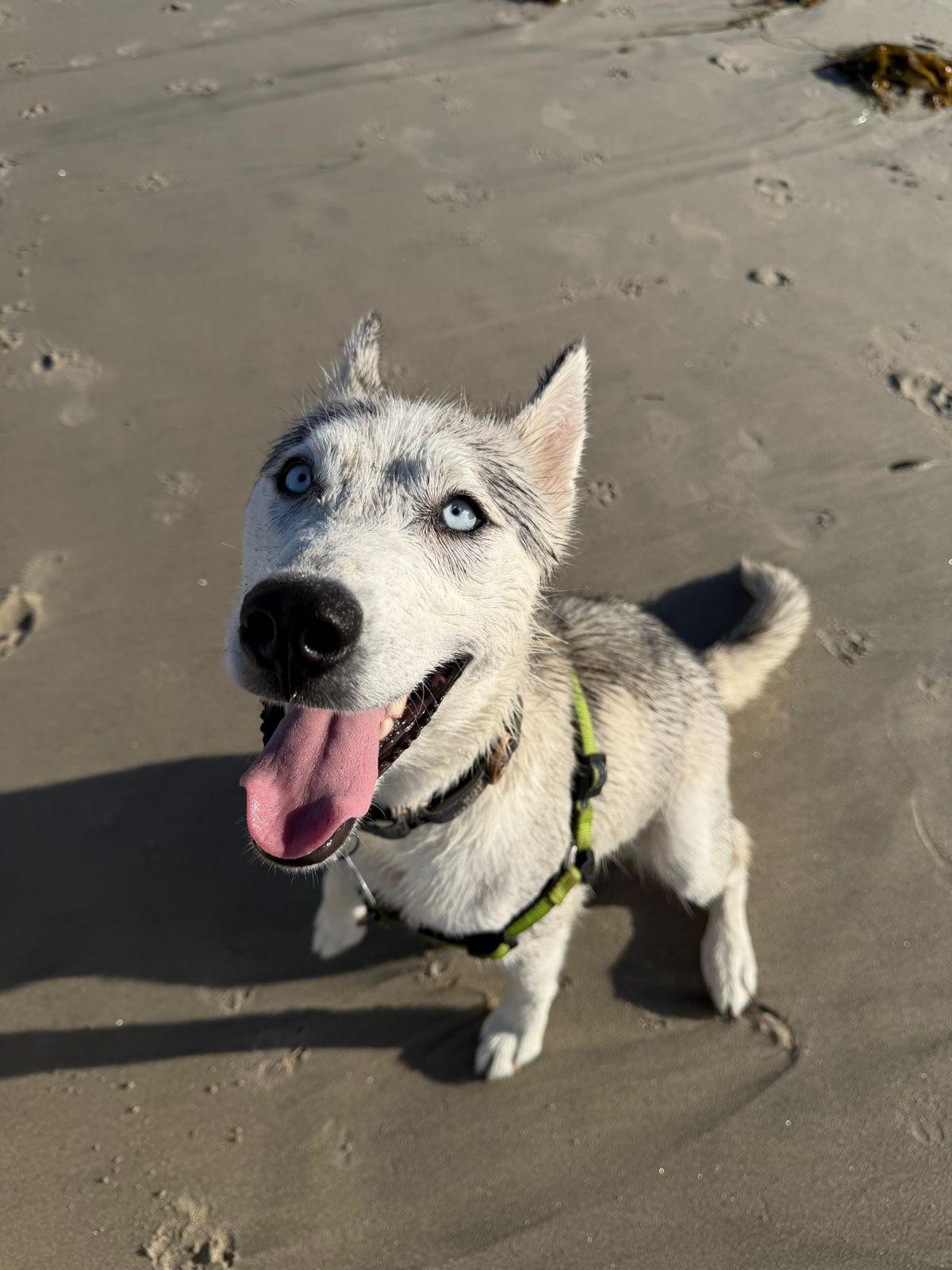 Enlarge Lucy, a ADOPTABLE Siberian Husky in Los Angeles, CA image 2/6