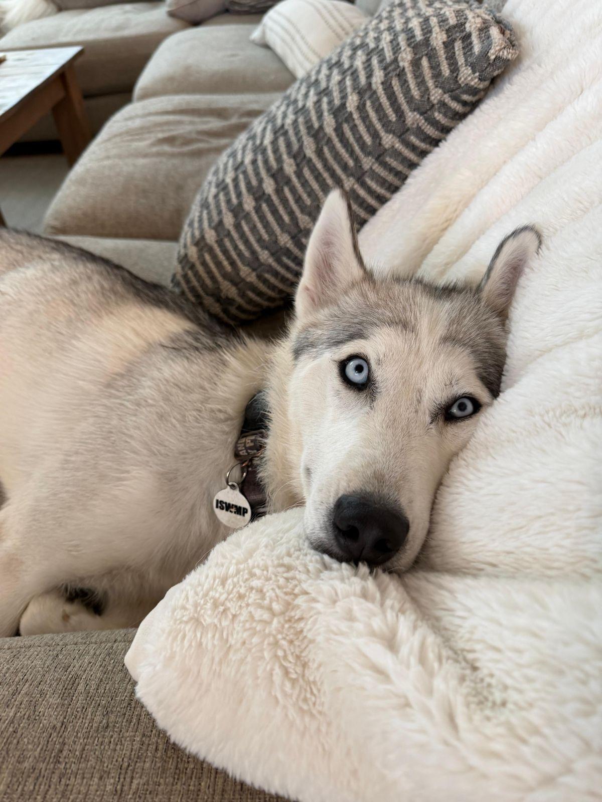 Enlarge Lucy, a ADOPTABLE Siberian Husky in Los Angeles, CA image 3/6