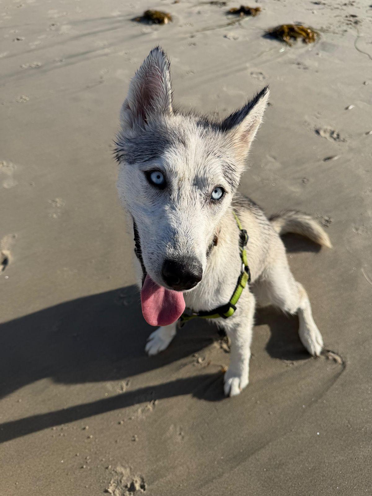 Lucy, ADOPTABLE, Young Female Siberian Husky.