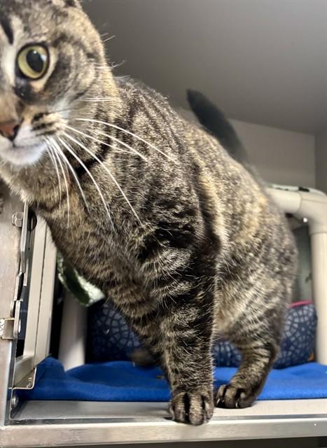 Enlarge LUCY, a Adoptable Domestic Short Hair in Kalamazoo, MI image 1/1