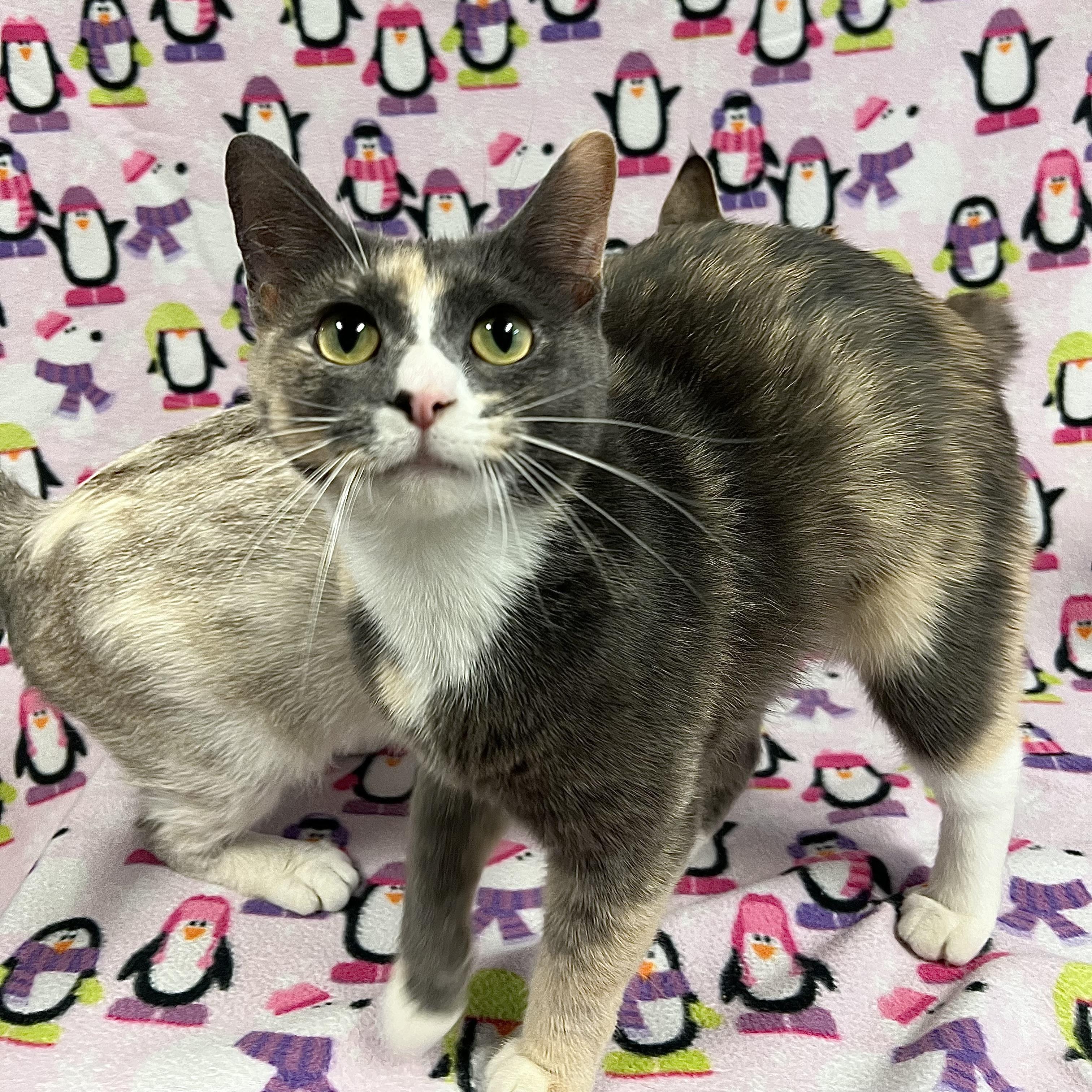 Enlarge Blossom & Bubbles (bonded pair), a Adoptable mixed breed in Fairmont, MN image 3/6