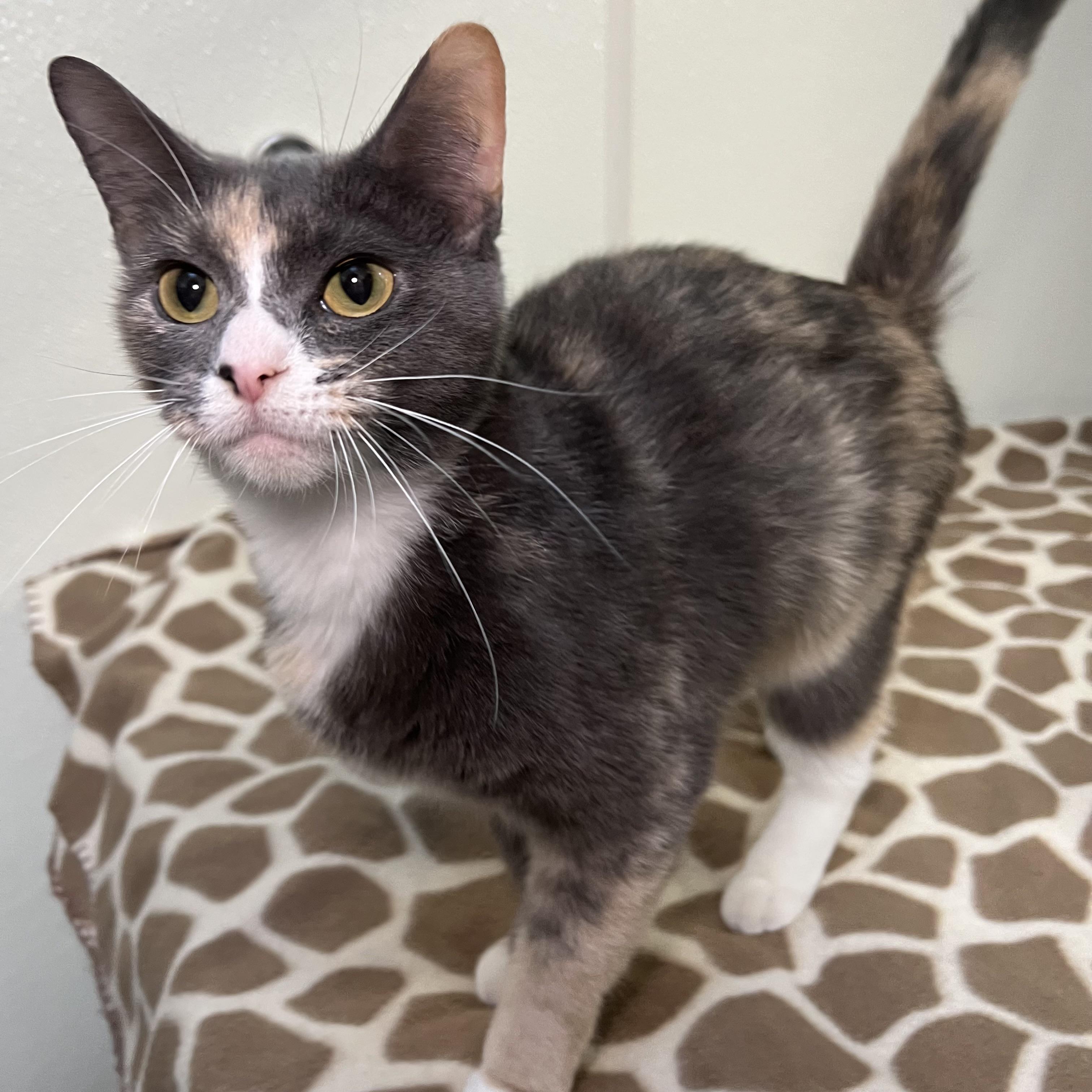 Blossom & Bubbles (bonded pair)