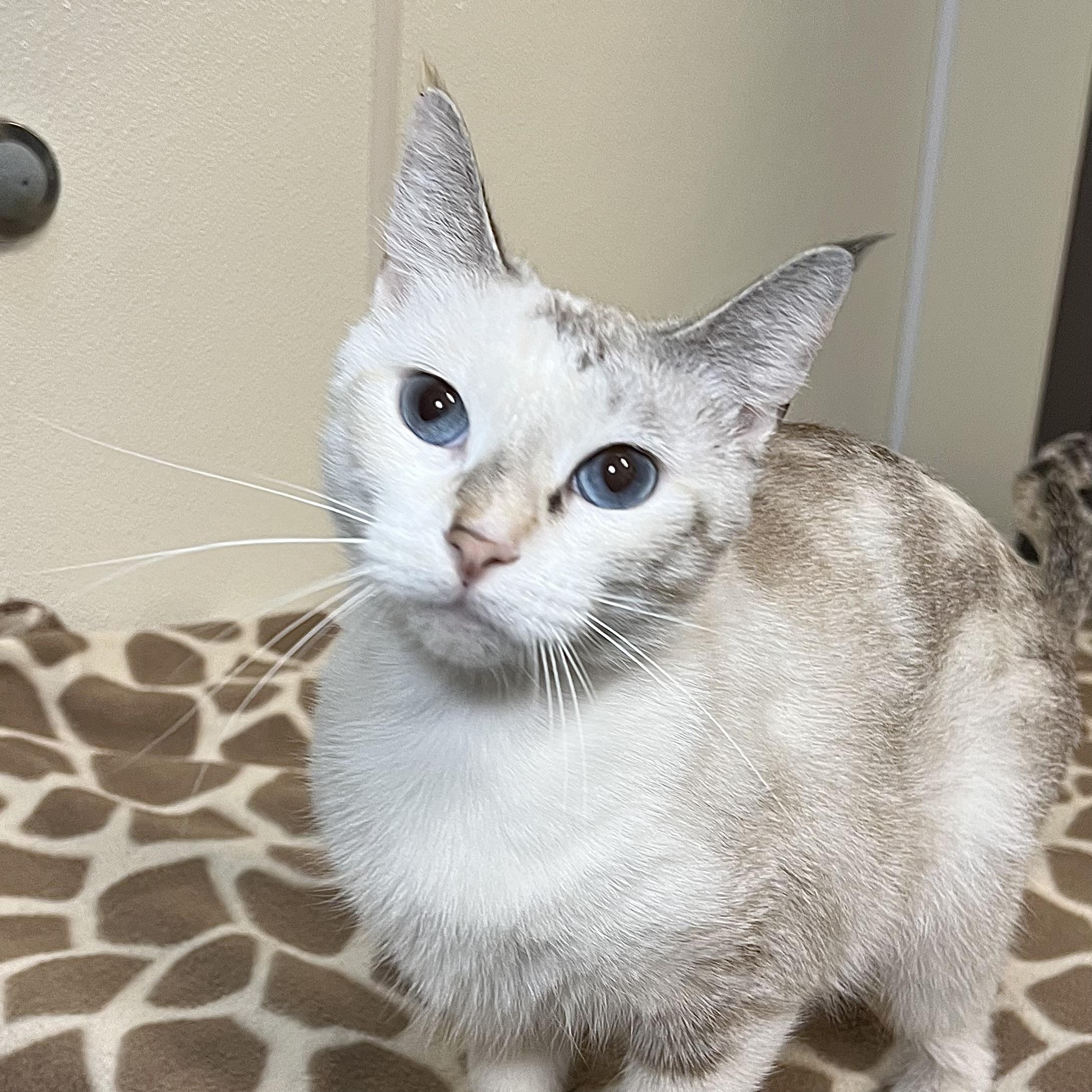 Enlarge Blossom & Bubbles (bonded pair), a Adoptable mixed breed in Fairmont, MN image 6/6