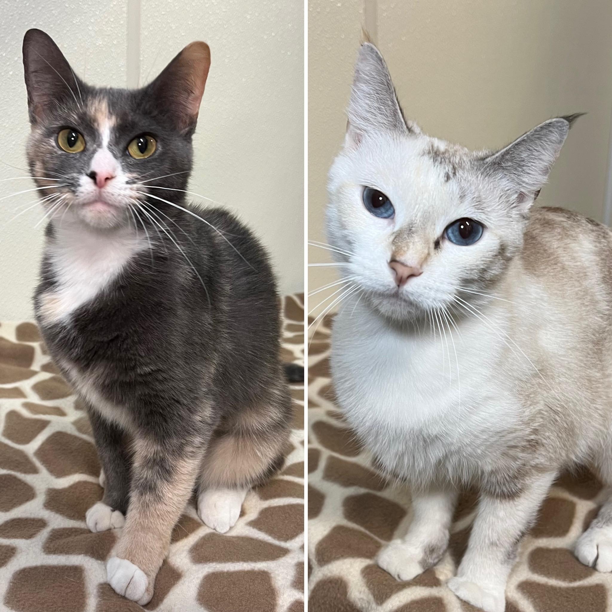 Blossom & Bubbles (bonded pair)