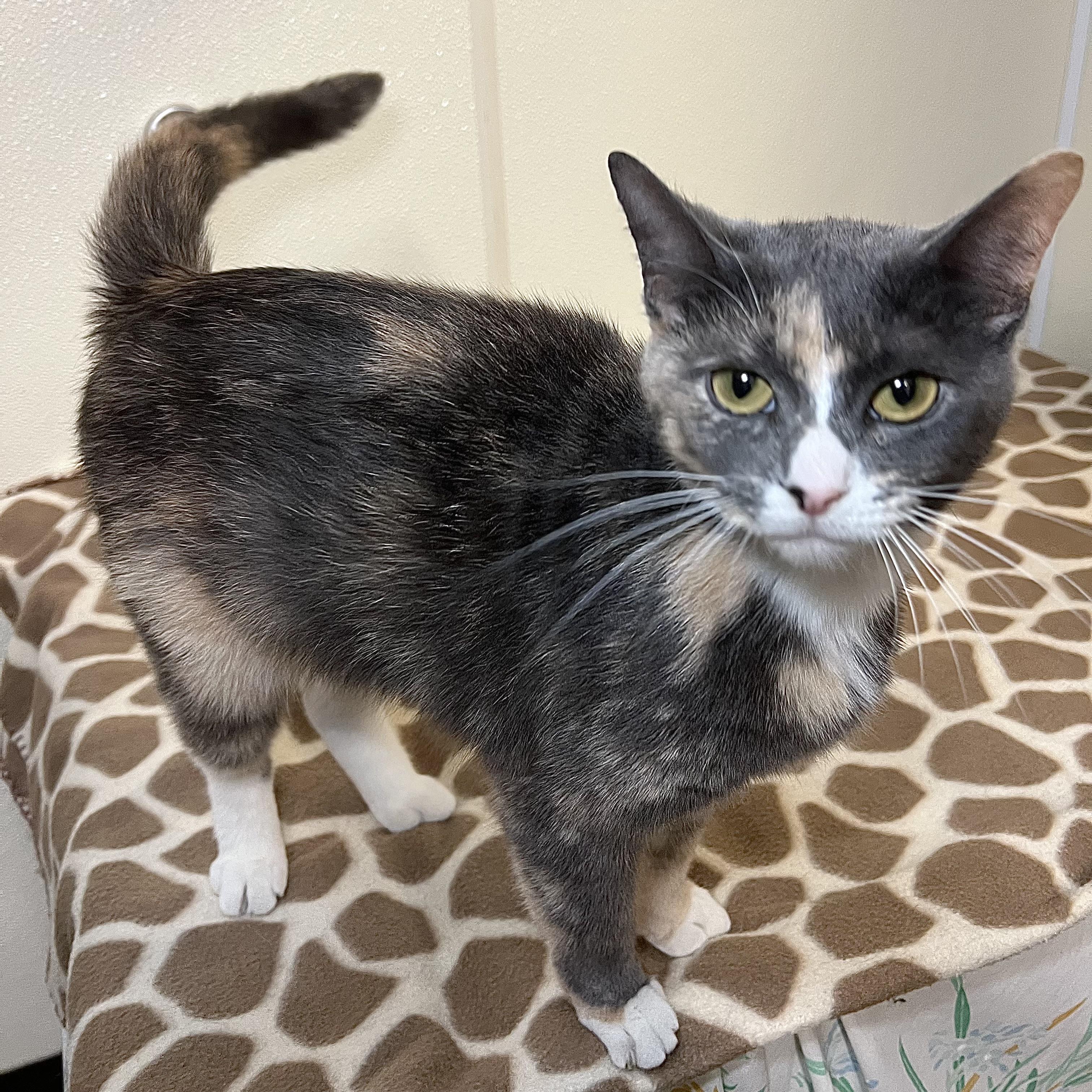 Blossom & Bubbles (bonded pair)