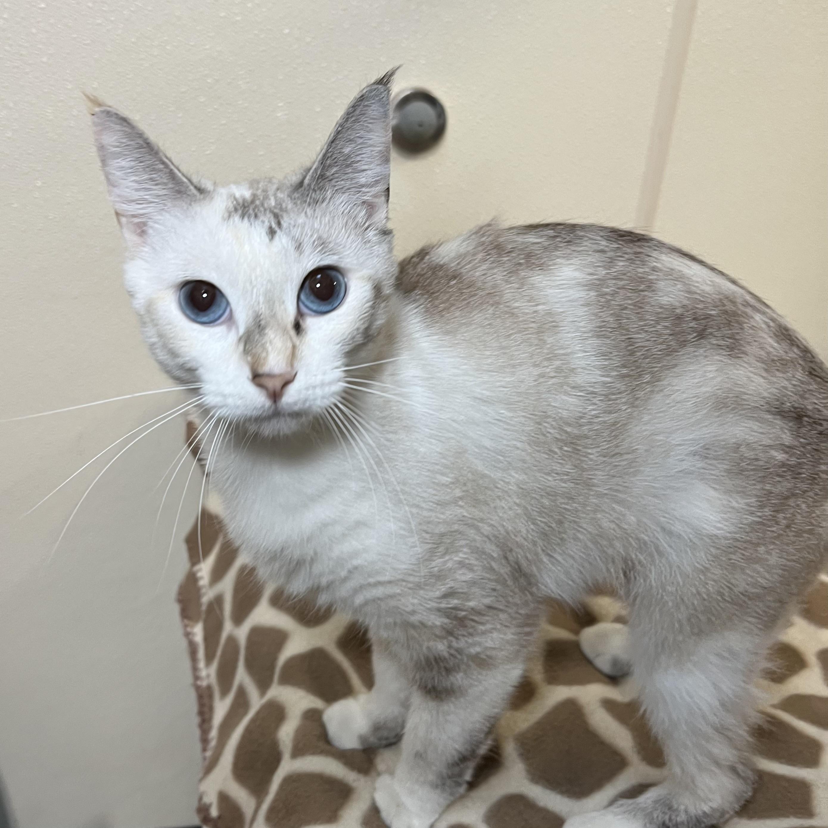 Enlarge Blossom & Bubbles (bonded pair), a Adoptable mixed breed in Fairmont, MN image 4/6