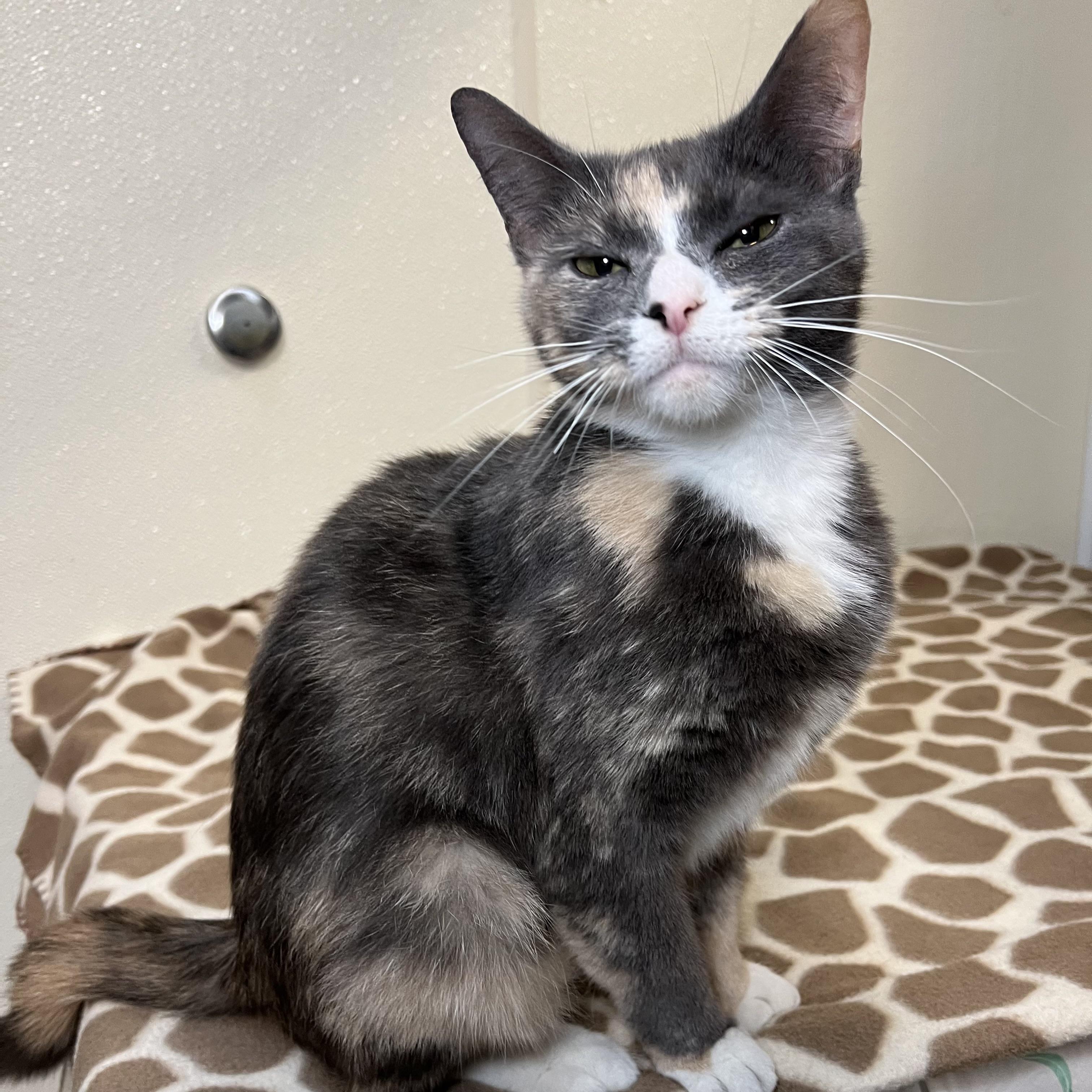 Blossom & Bubbles (bonded pair)