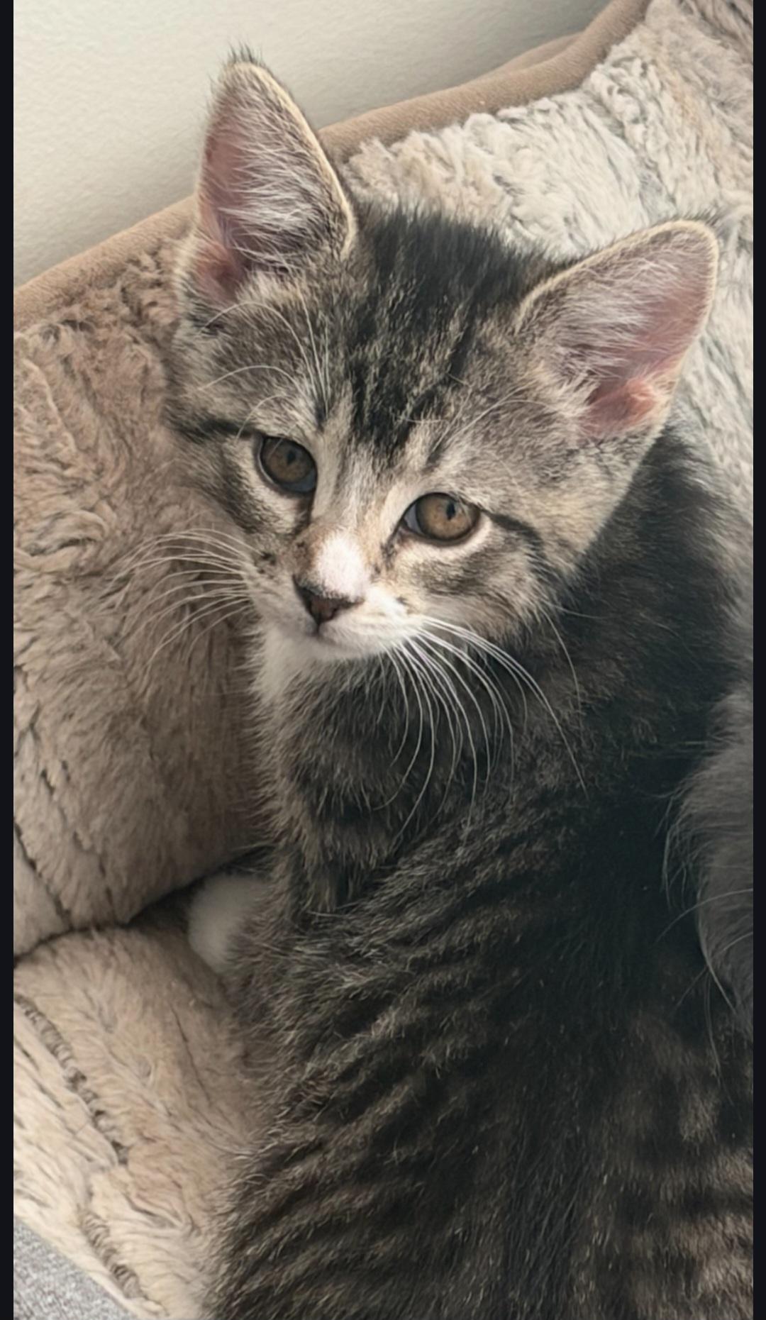 Emma, a ADOPTABLE Domestic Short Hair in Clayton, NJ image 2/3