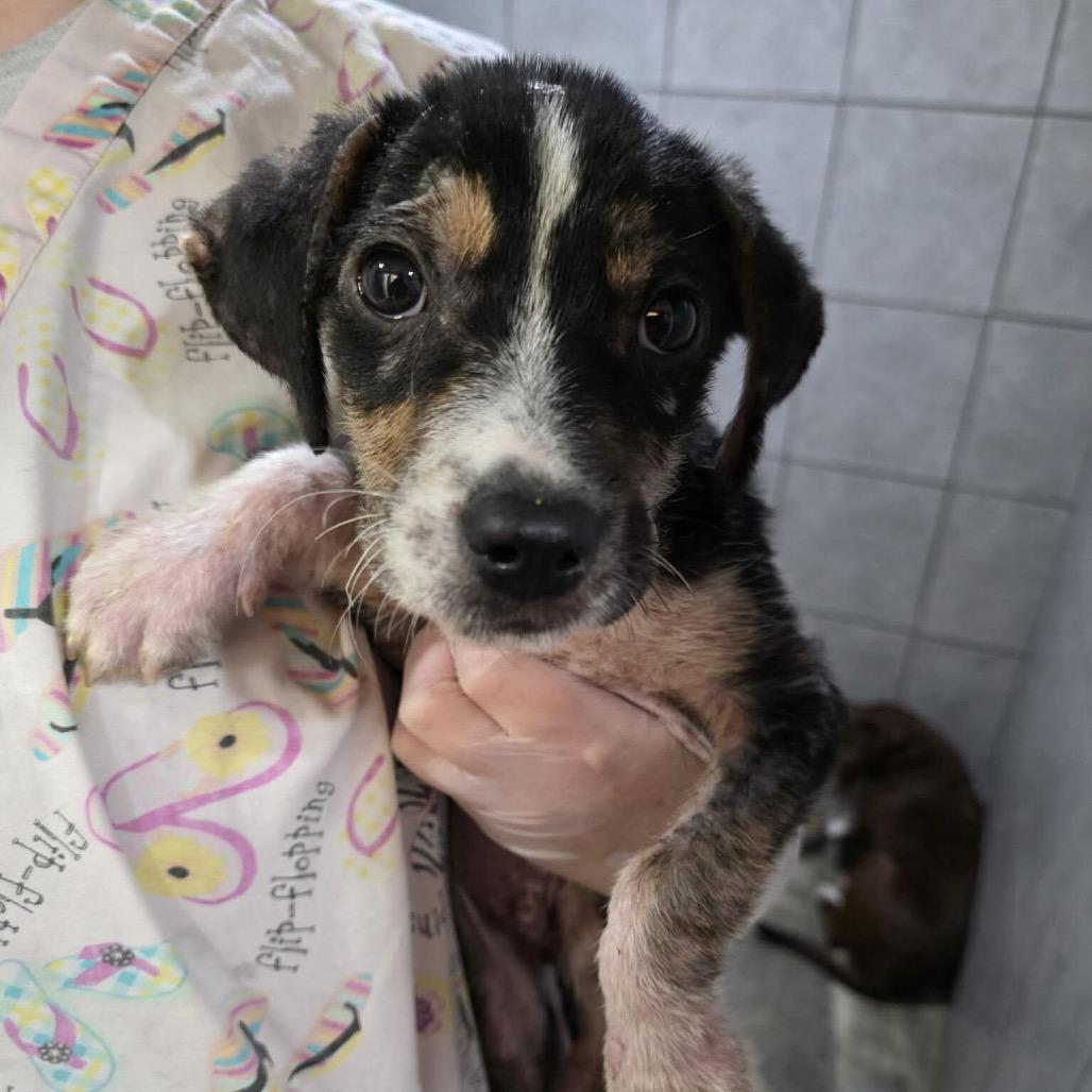 Bramble, Adoptable, Puppy Male Mixed Breed.