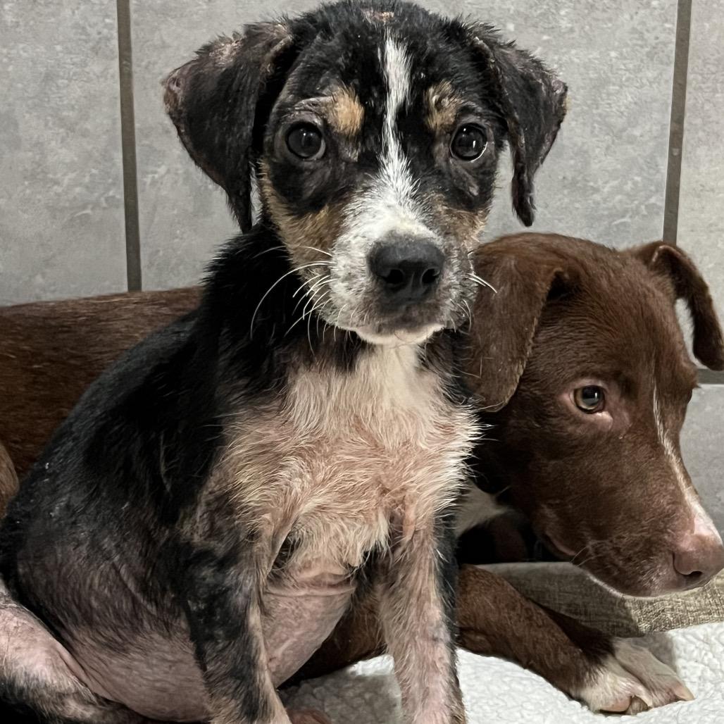 Bramble, a Adoptable Mixed Breed in Jackson, MO image 2/3