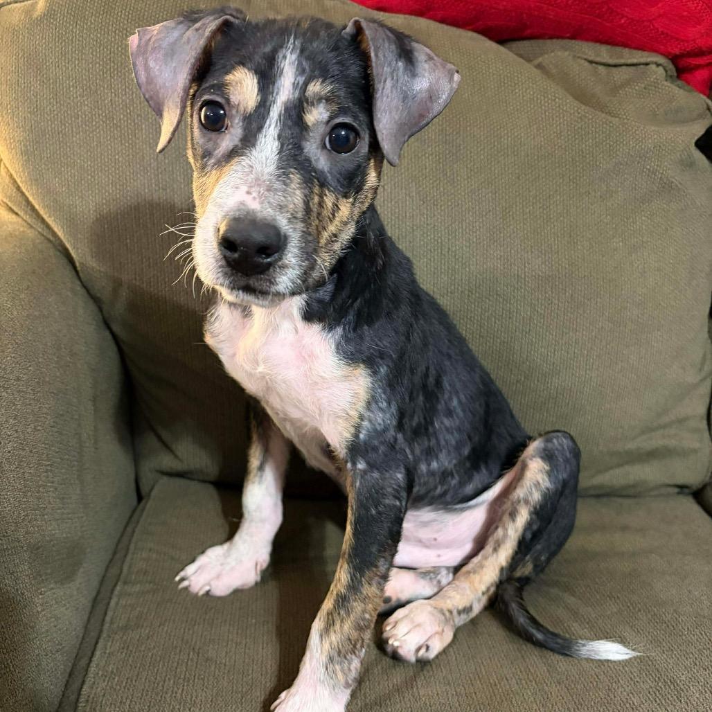 Enlarge Bramble, a Adoptable Mixed Breed in Jackson, MO image 3/4