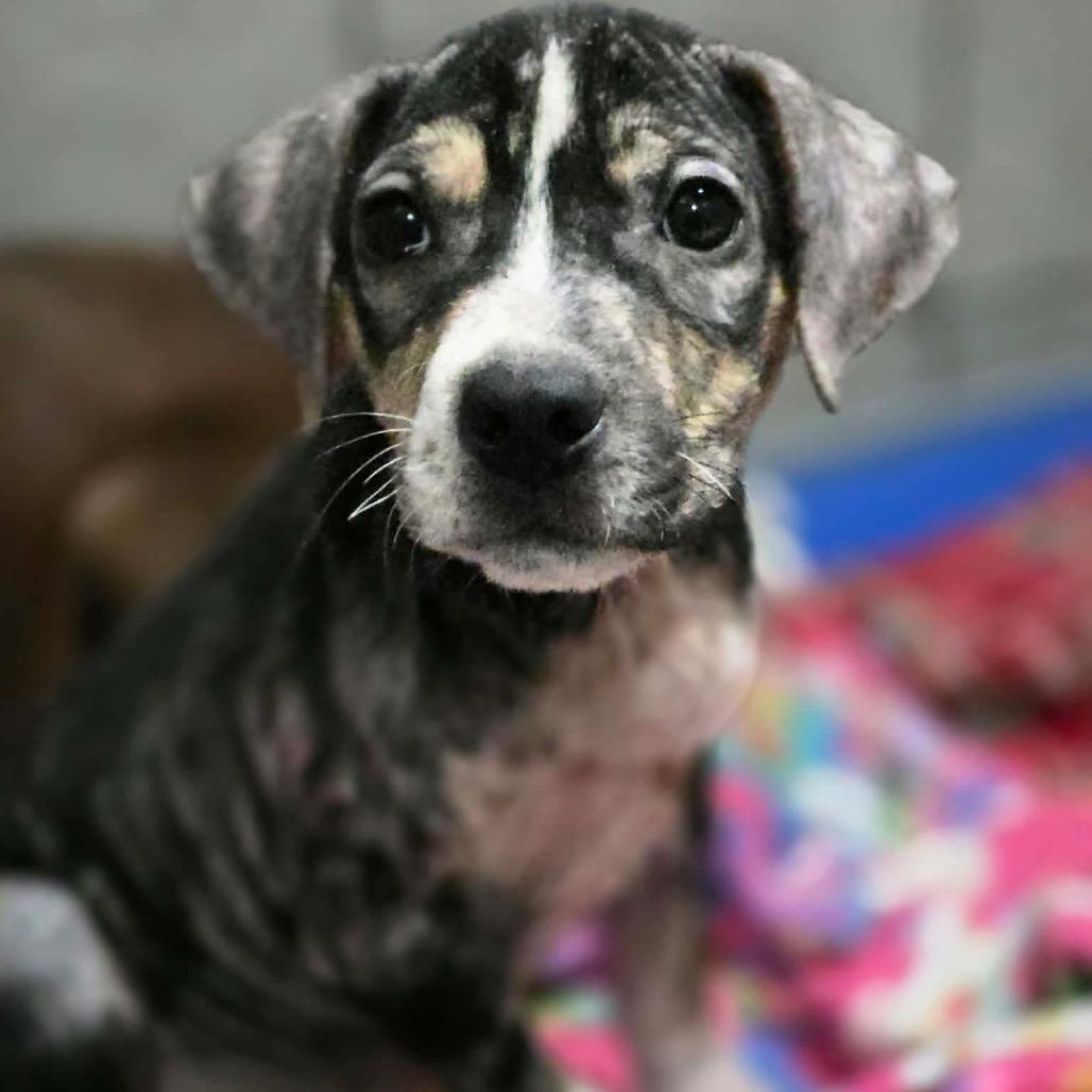 Bramble, a Adoptable Mixed Breed in Jackson, MO image 3/3